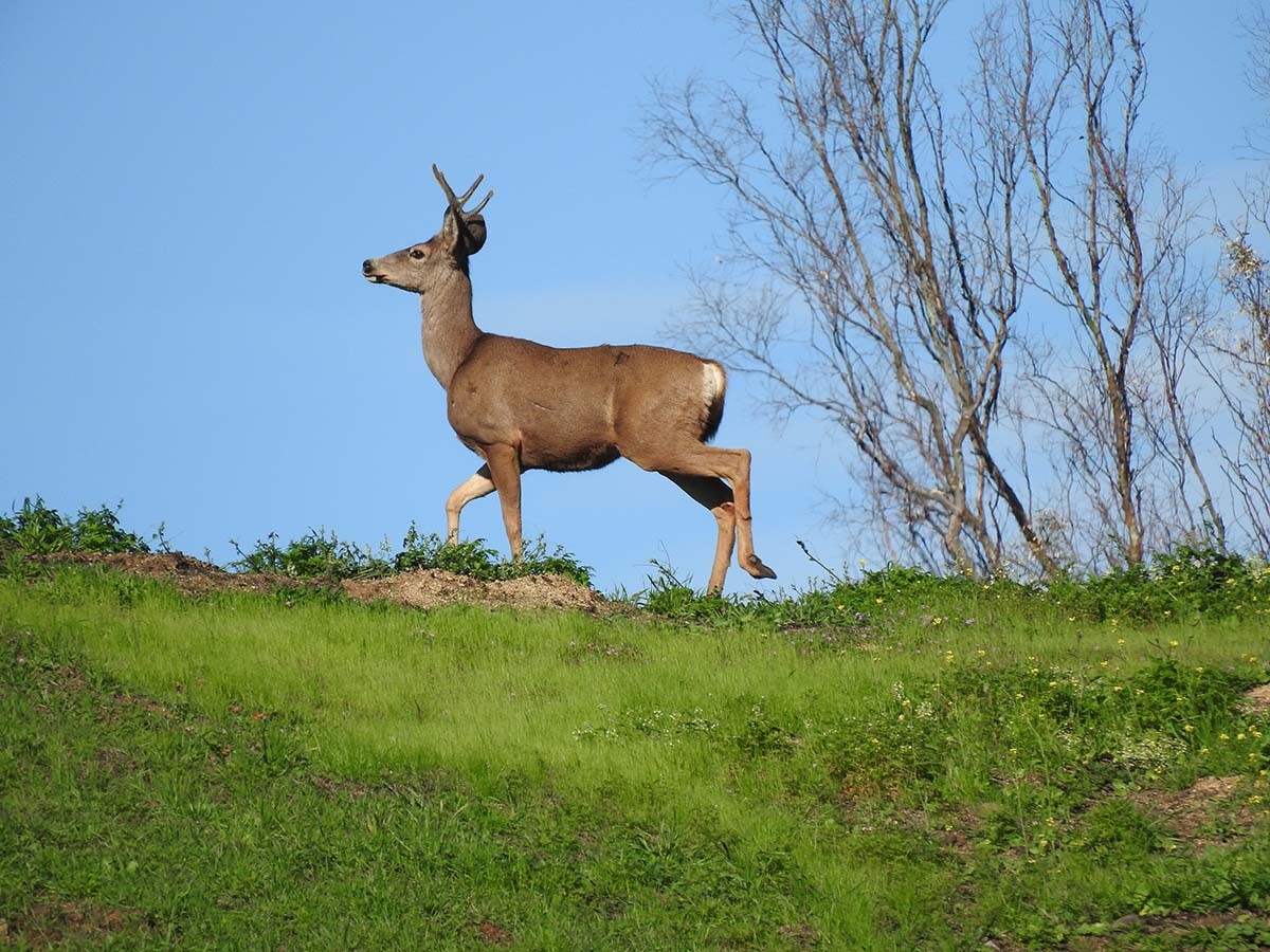 Mule deer (Odocoileus hemionus californicus) of Griffith Park| Courtesy of Gerry Hans