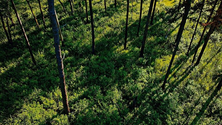 THE PINEY WOODS OF EAST TEXAS