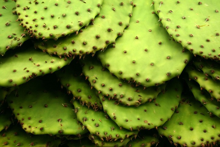 Nopales: Decolonize Your Diet