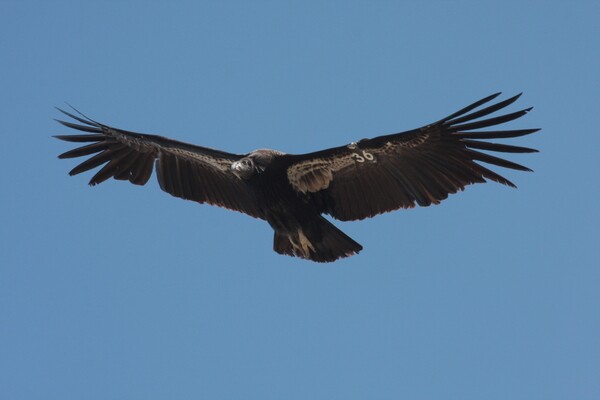 Condor 536, found dead in a water tank on October 2