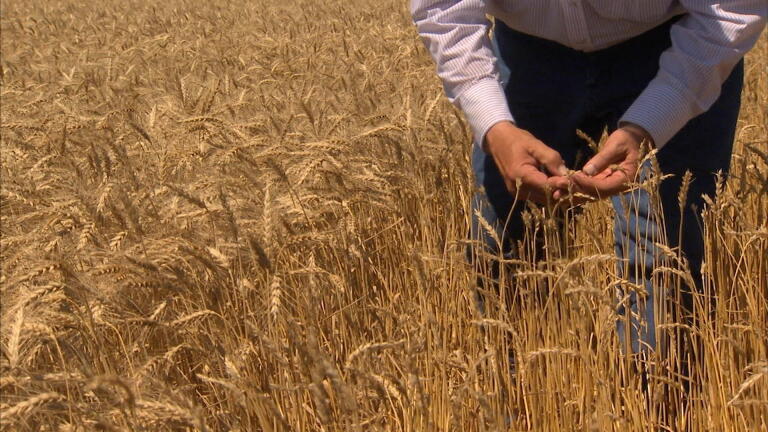 South Dakota Farmers Harvest Winter Wheat