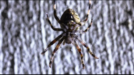 Spiders in HD