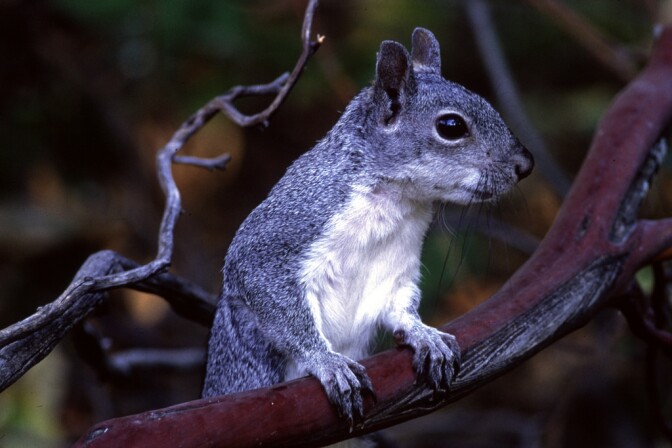 gray-squirrel-on-manzanita-3-29-16.jpg