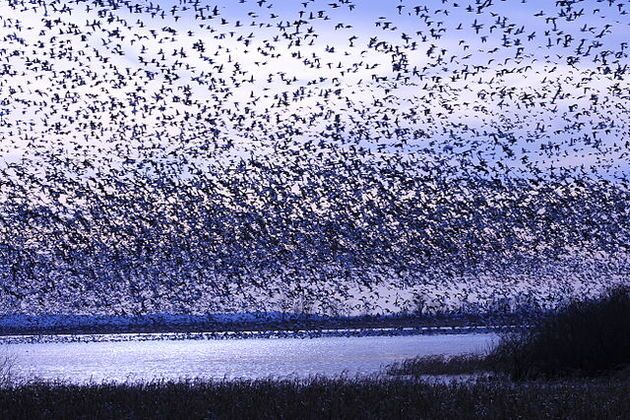 Snow-goose-migration-6-26-15-thumb-630x420-94651