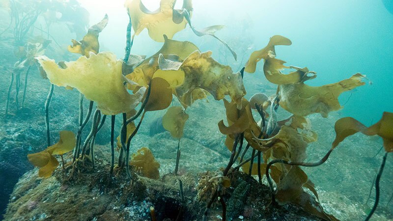 Kelp and other marine vegetation may help counter ocean acidification | Photo: Ratha Grimes, some rights reserved