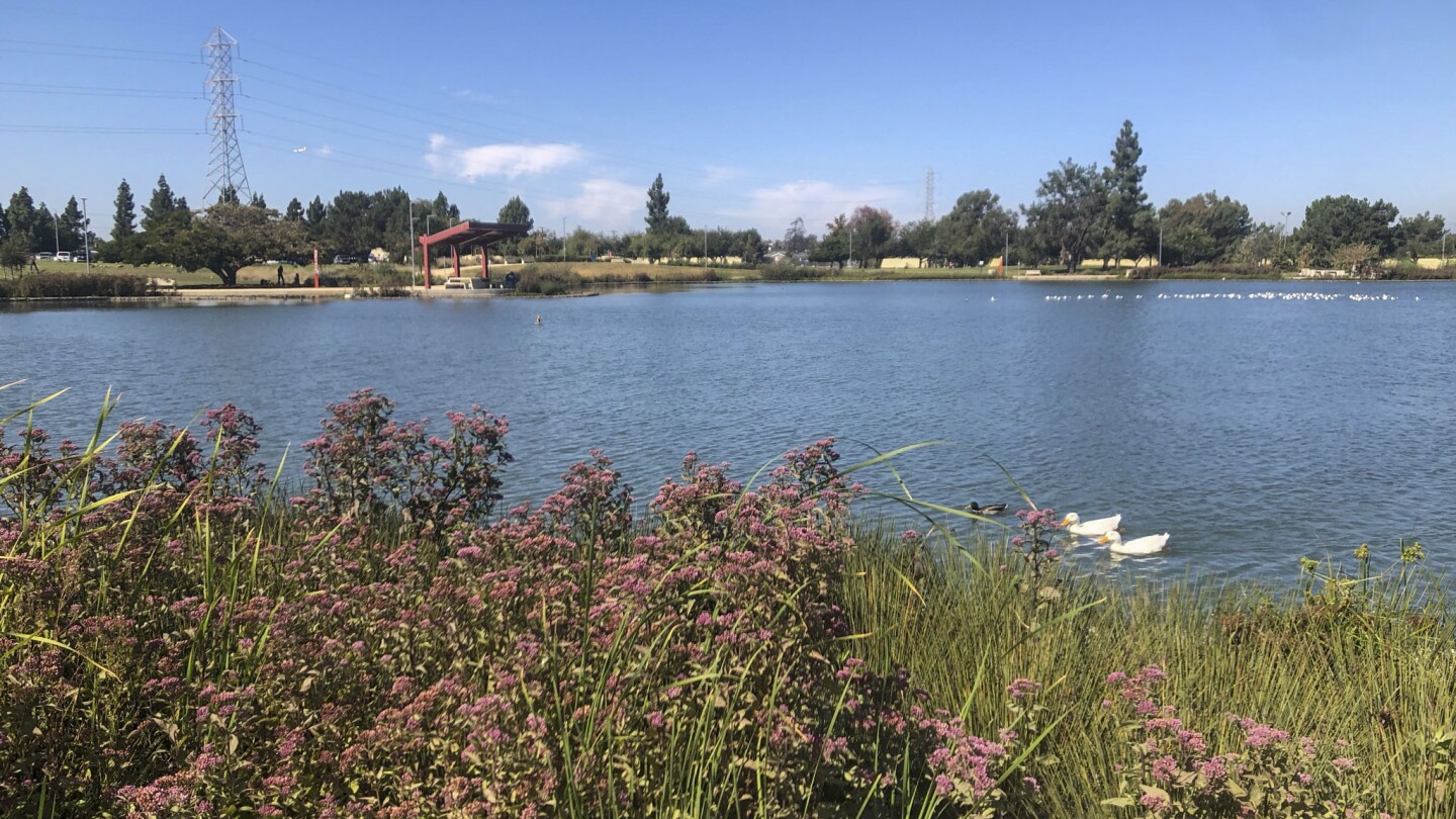 A landscape photo of a still lake surrounded by California native coastal sage scrub. Two geese float on the water's surface.