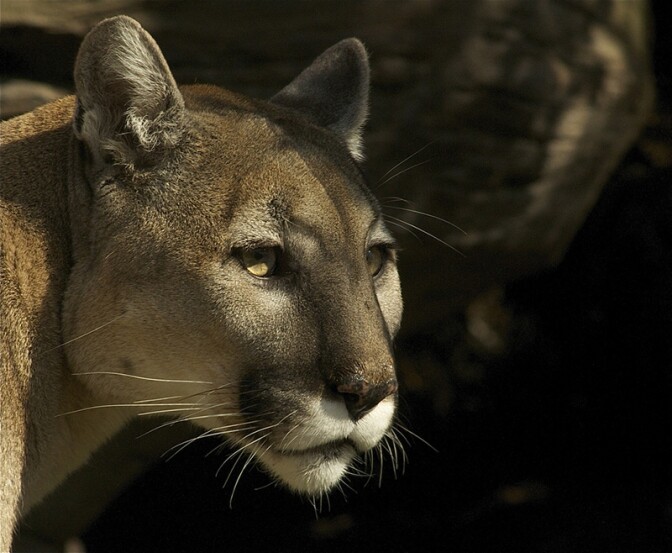 puma-stare-10-6-16.jpg