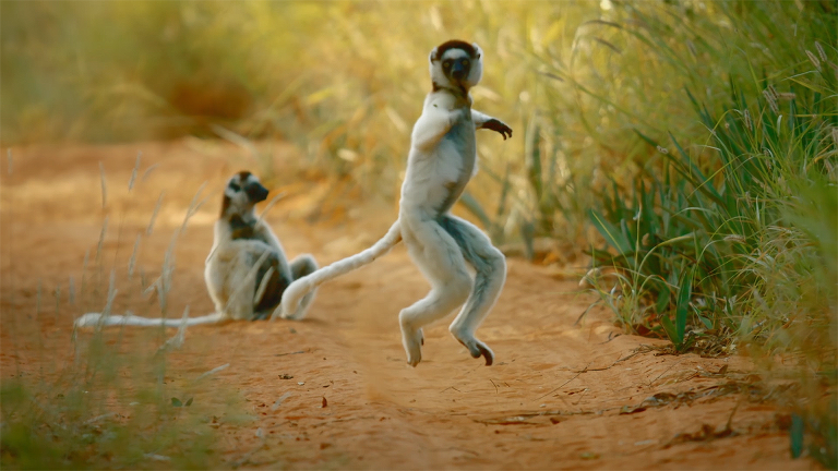 Why Do Sifakas Pogo?