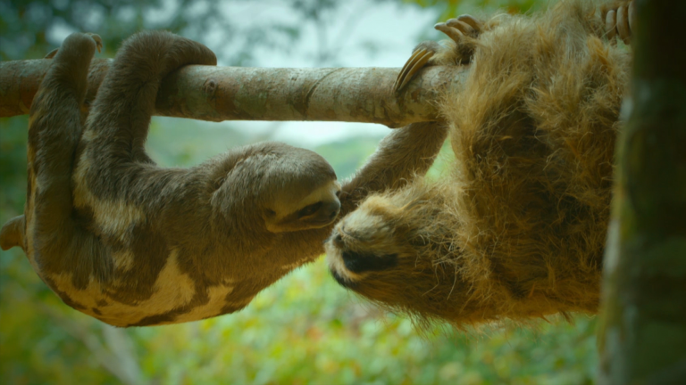 Spy Sloth has an Admirer