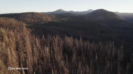 Record amounts of glyphosate sprayed in California forests