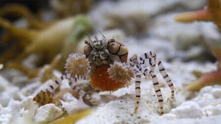 How This Crab Mom Fights With Living Weapons