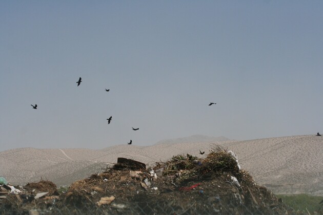 ravens-compost-laser-6-18-15-thumb-630x420-94176