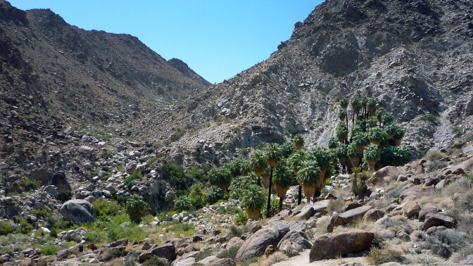 Palm trees in 49 Palms Oasis