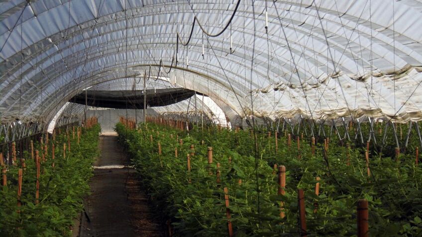 Laguna Farms