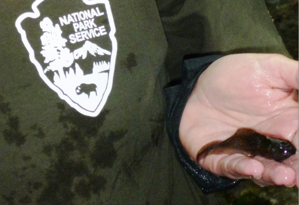 tadpole-2014-07-29-thumb-600x413-78353