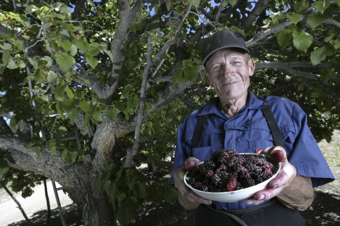 Farmer Clarence Blane shows off a bowl of persian Mulberries under one of his trees on his farm near Lake Hughes