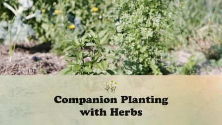 Companion Planting With Herbs