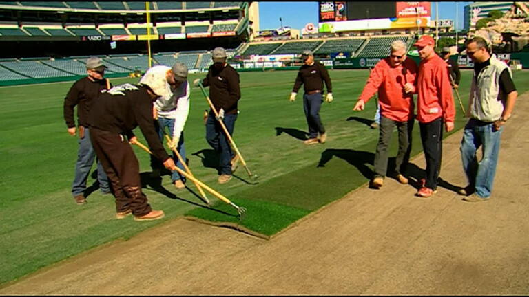 Baseball Sod
