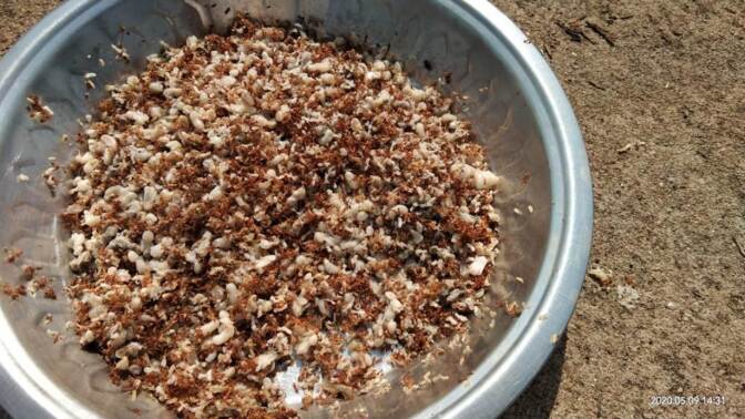 A saucer of caramelized mahua flowers mixed with oil of sal seeds and fluffed rice, in Hirabati Kalo’s home at Surupa village in Odisha state, India, Nov. 15, 2020. | Thomson Reuters Foundation/Saraswati Soren