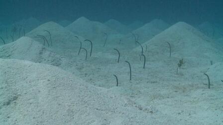 Garden Eels
