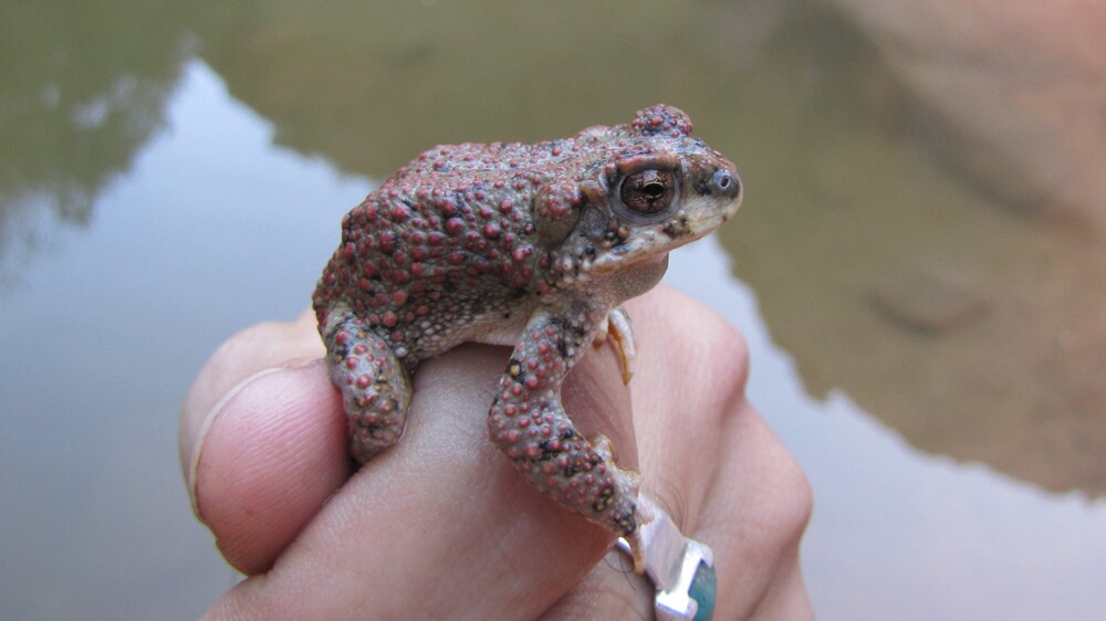 A red-spotted toad in the northeastern Mojave | Photo: Bryant Olsen, some rights reserved