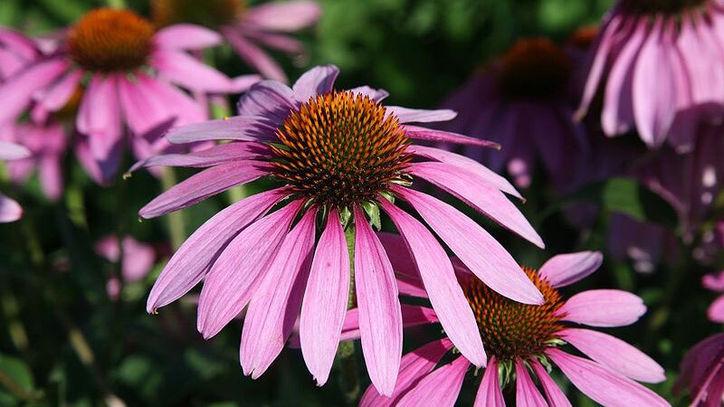 Echinacea purpurea, a component of Veseys' seed mix, which incidentally is perfectly fine to plant | Photo: Daniel Schwen, some rights reserved