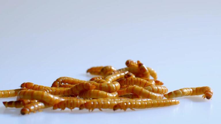 Insects Make Protein More Efficiently Than Mammals