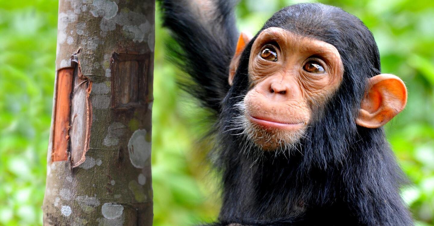 A chimpanzee hanging on the side of a tree trunk. | "NOVA Wonders: What Are Animals Saying?"