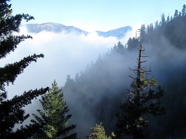 Seen on the way up Mt. Baden-Powell.