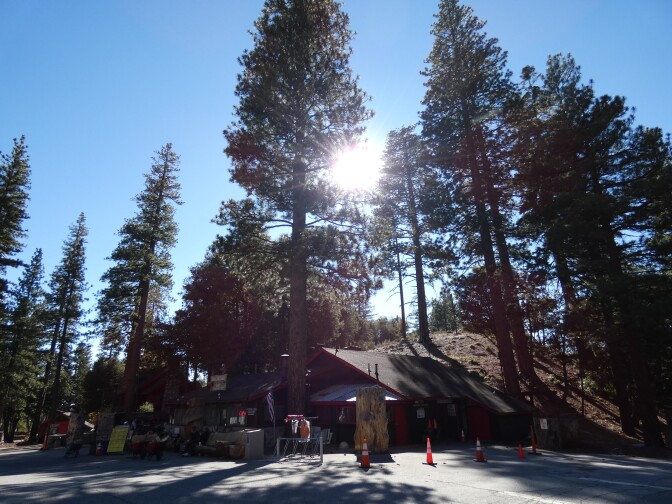 Tall pine trees tower over a small, rustic building. The sun is shining through the branches of the pine trees.