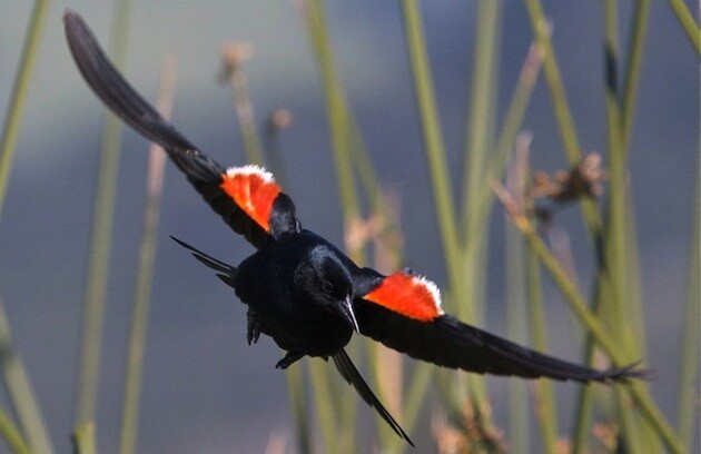 tricolored-blackbird-12-4-14-thumb-630x408-84769