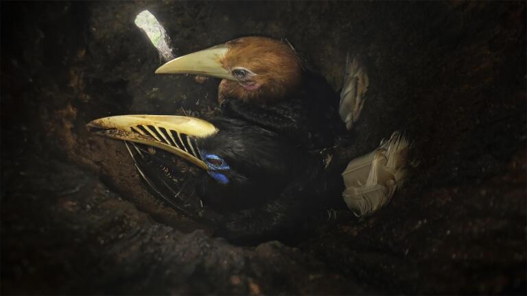 Pregnancy Jail? The Nesting Strategy of Hornbills