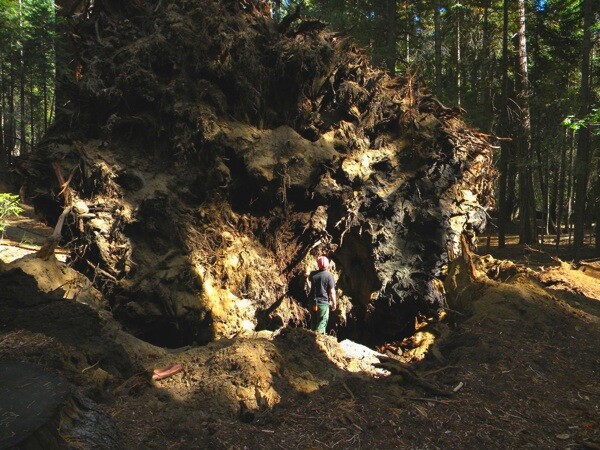 A firefighter looks at the root wads of both trees | Photo Courtesy Sequoia National Forest