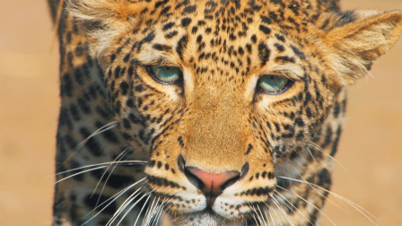 Young Leopard Learns How to Successfully Hunt