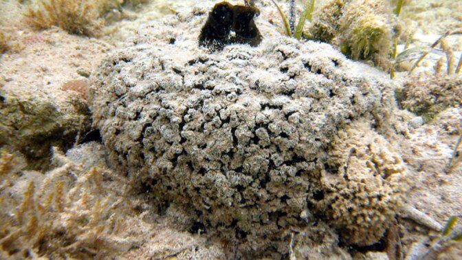 Tectitethya crypta, the source of a valuable anticancer drug | Photo: Sven Zea