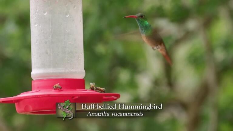 Buff-Bellied Hummingbird