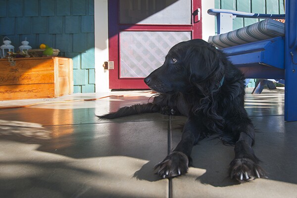 My dog, Fantasia. | Photo: Douglas McCulloh