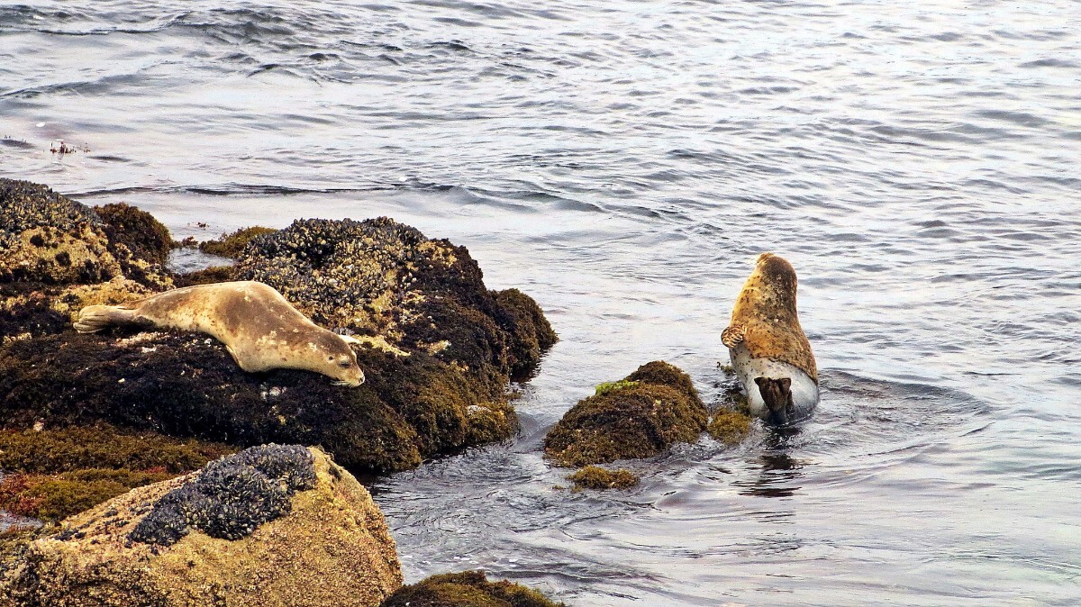 Seal on Monterey, California coast | Flickr: Geoff Dude | Some Rights Reserved