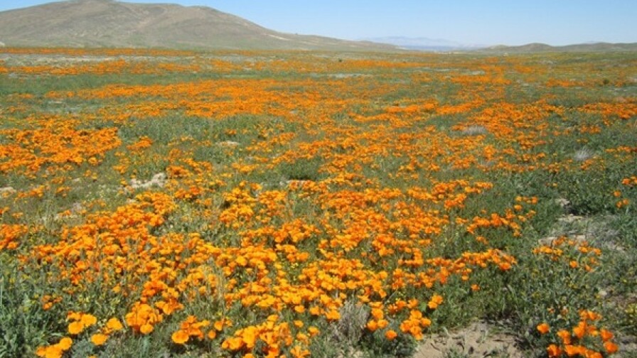 A photo at the Poppy Reserve on April 10, 2014, before officials announced peak bloom. | Photo: Courtesy CA State Parks