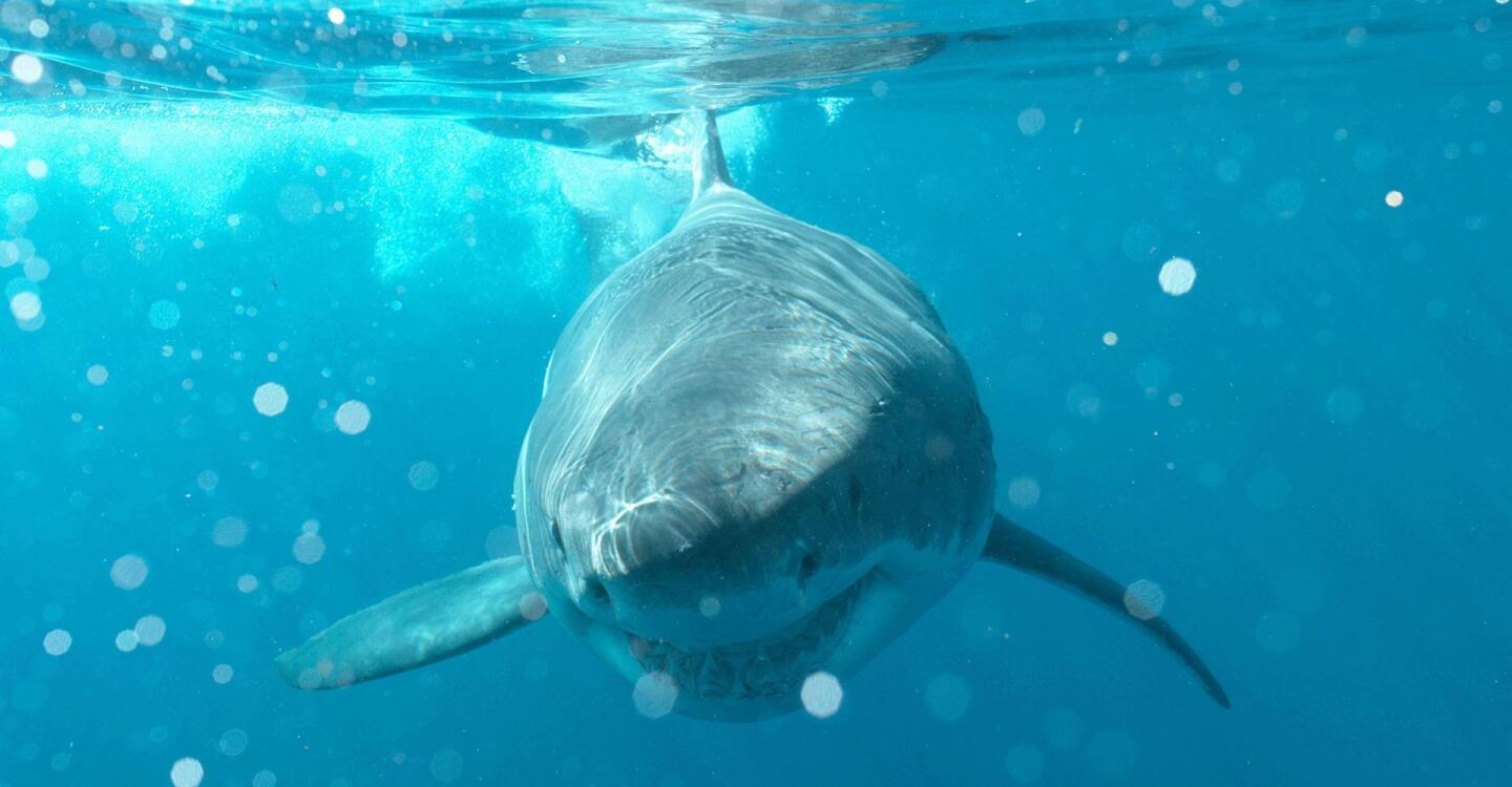 big pacific passionate