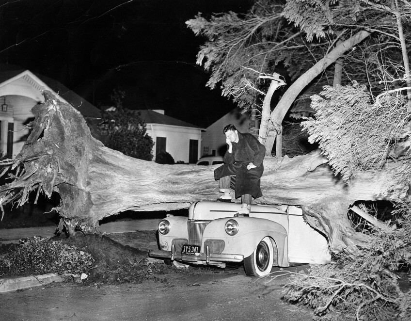 A car wrecked by a 75-foot cypress tree, felled by strong winds in Palms in 1955. Courtesy of the Herald-Examiner Collection, Los Angeles Public Library.