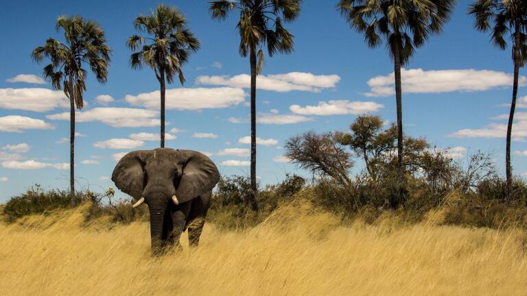 Okavango: River of Dreams - Limbo - Preview