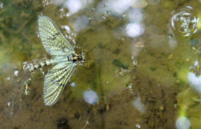 mayfly_primary.jpg