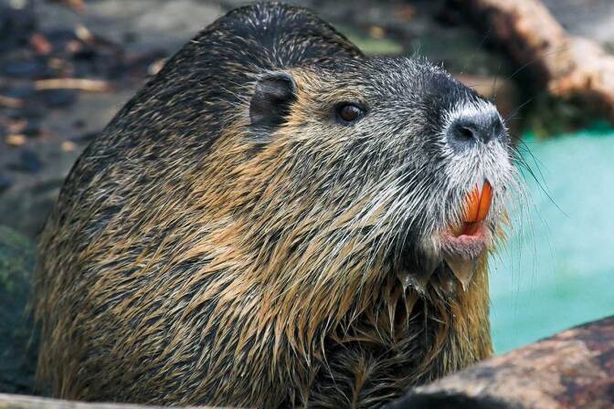 Nutria | Timo Sack/WikiCommons/CC-BY-SA-2.5