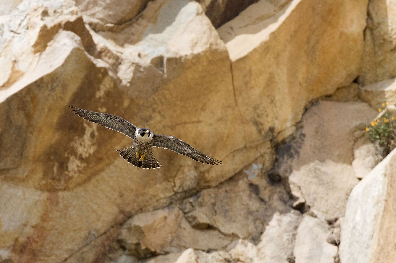 peregrine falcon
