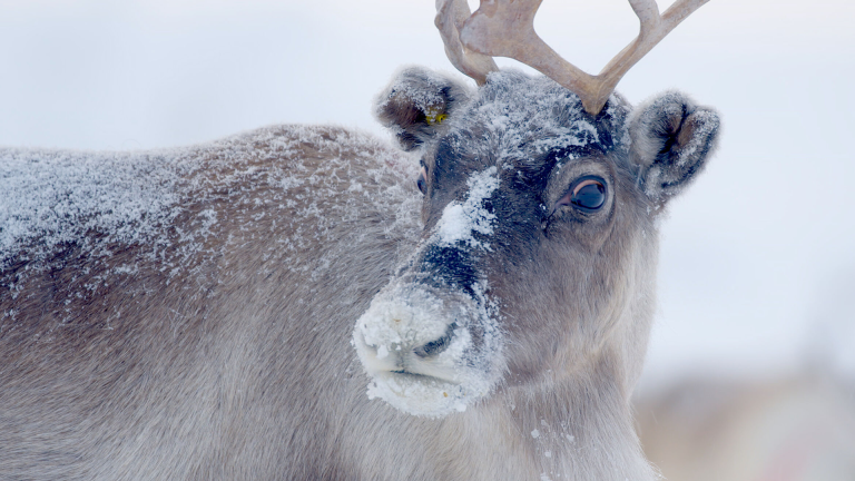 Preview of Santa's Wild Home