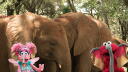 Sesame Street and the Great Elephant Adventure