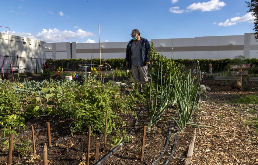 Jorge Heredia spends time in his vegetable patch in a community garden near his home in San Bernardino, California.