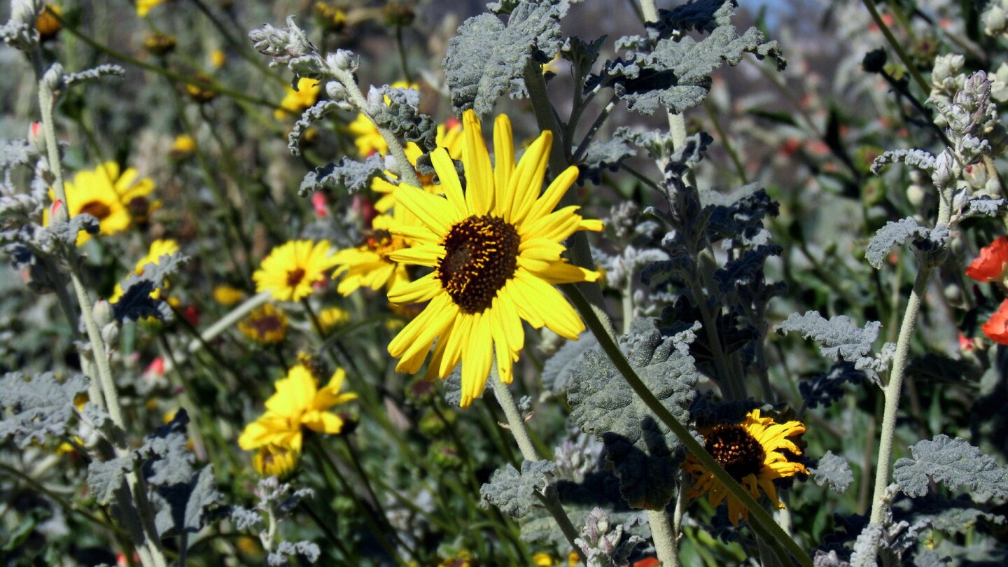 A sunflower at Rio de Los Angeles State Park. | Sandi Hemmerlein