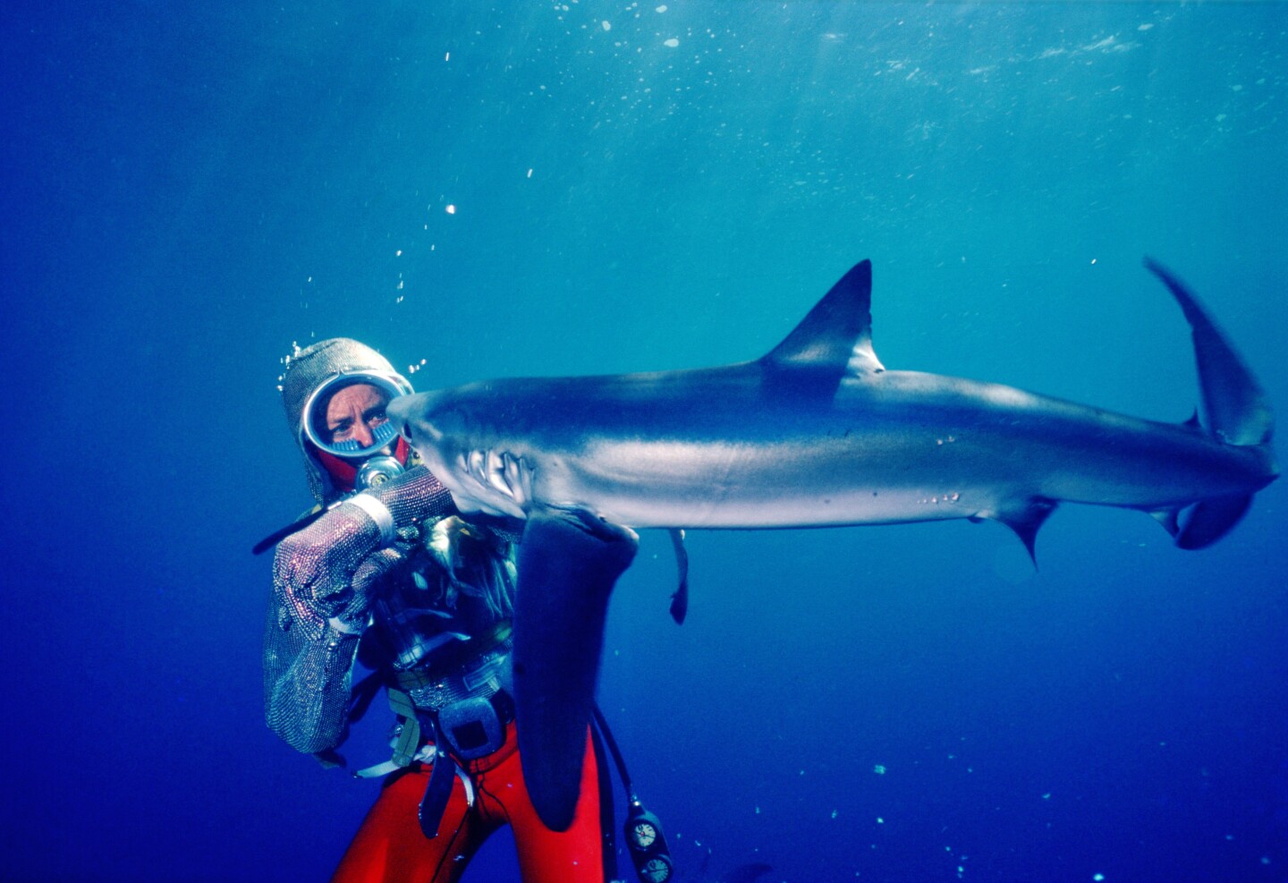 2 PlayingWithSharks.jpeg